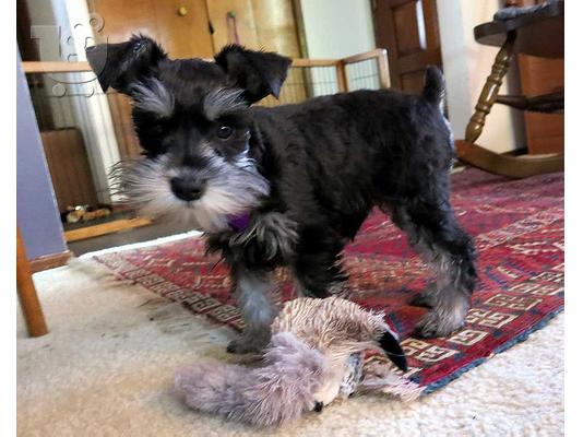 PoulaTo: Schnauzer