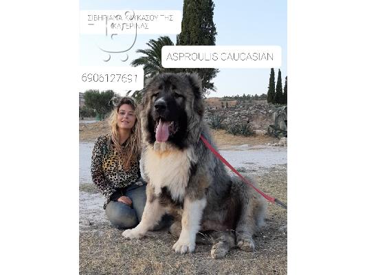 ΠΟΙΜΕΝΙΚΑ ΚΑΥΚΑΣΟΥ ΣΙΒΗΡΙΑΣ