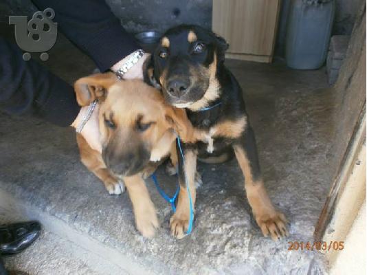 PoulaTo: Μεγαλοσωμες κουταβινες