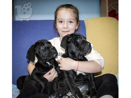 Cane Corso κουτάβια
