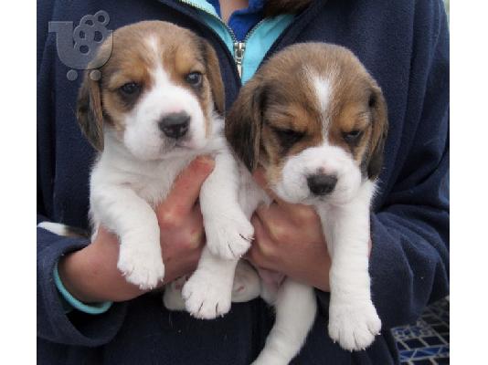 PoulaTo: Beagle κουτάβια προς πώληση