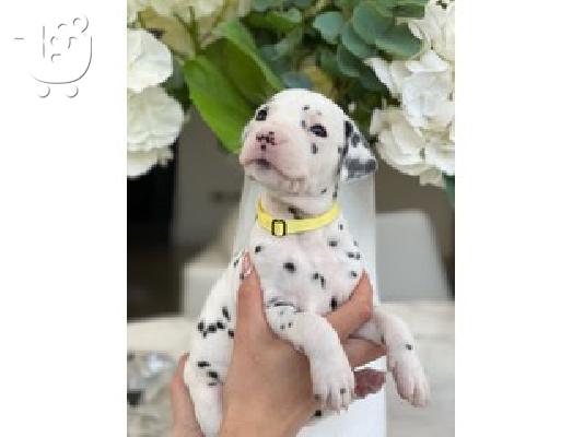 PoulaTo: Dalmatian puppies
