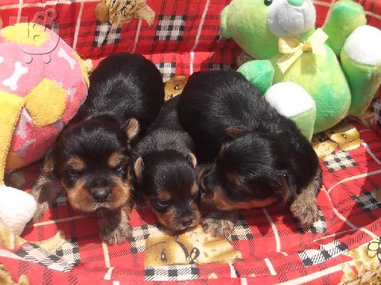Yorkshire Terrier