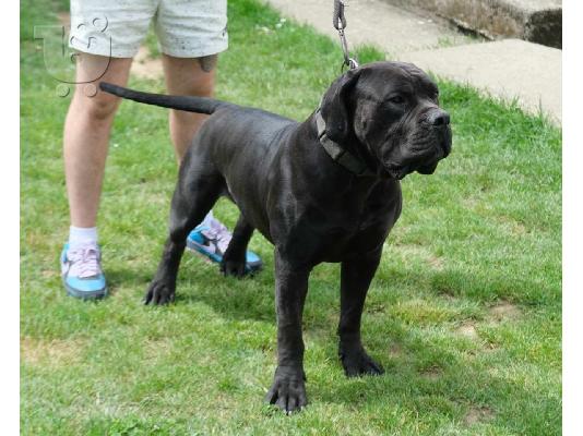 Boerboel (Μαστίφ Νότιας Αφρικής) κουτάβια