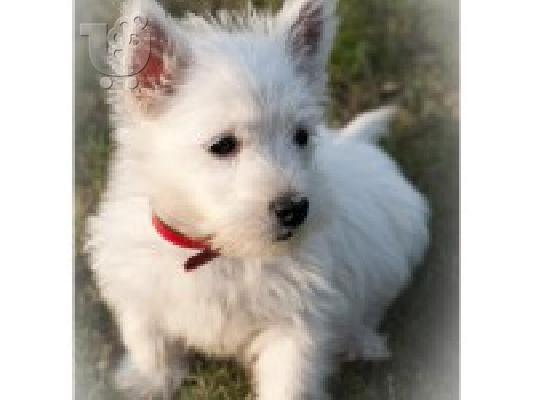 PoulaTo: Κουτάβια West Highland Terriers