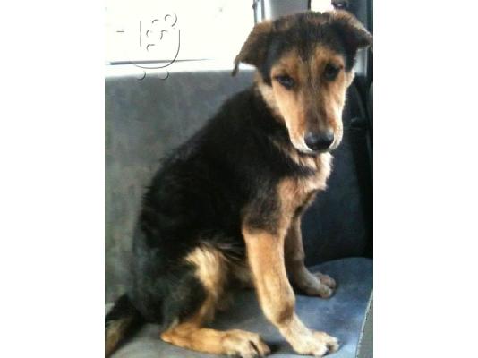 Σκυλακι 6μηνων χαριζεται