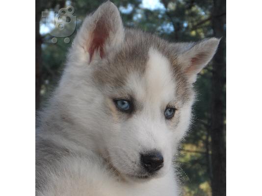 husky-χασκι