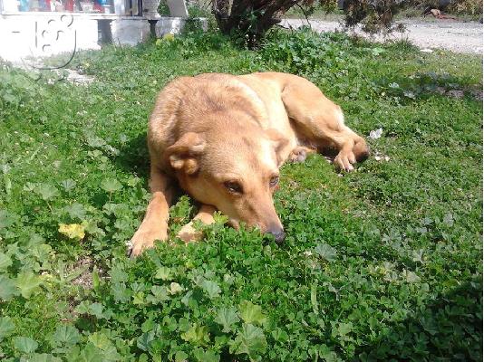 Σκυλιτσα συντροφιας χαριζεται