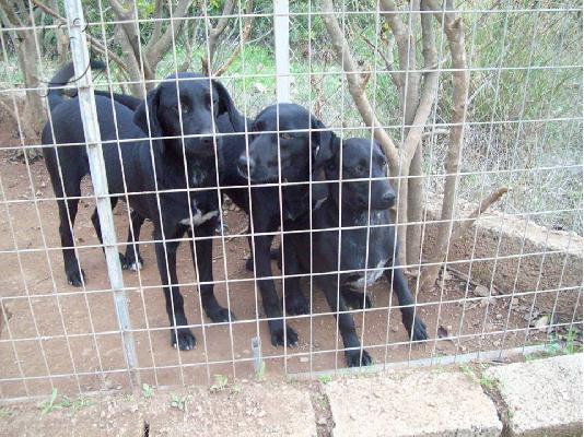 Νεαρες σκυλιτσες ψαχνουν οικογενειες