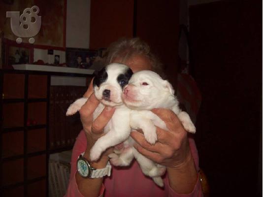 Μικροσωμα κουταβακια χαριζονται