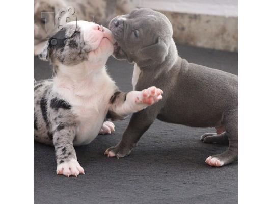 PITBULL