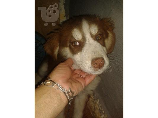 PoulaTo: Κουταβακι χαριζεται