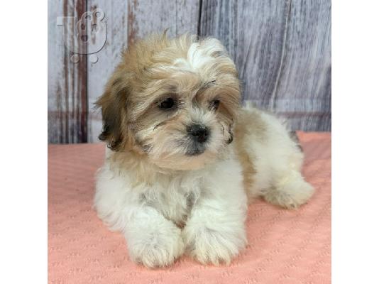 PoulaTo: Όμορφα κουτάβια Shih Tzu