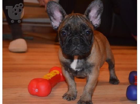 χαριτωμένο γαλλικό μπουλντόγκ