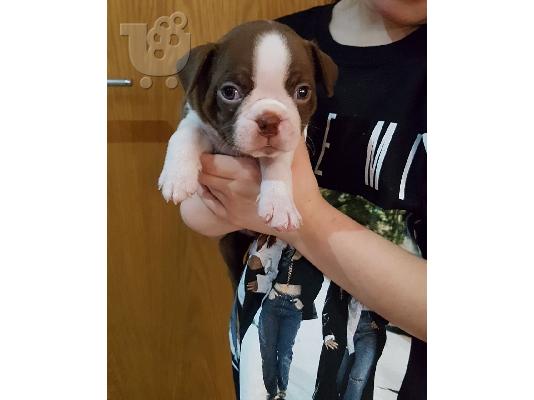 PoulaTo: Kc Reg Boston Terrier Pups προς πώληση