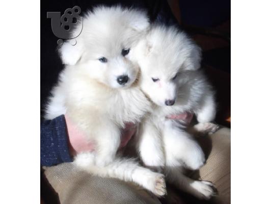 PoulaTo: Samoyed Diathésima arseniká kai thilyká.