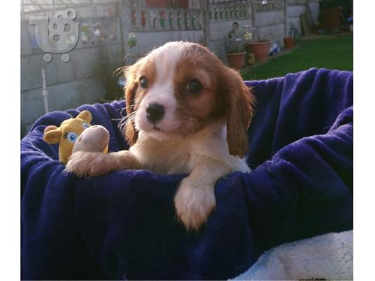 Πανέμορφο κορίτσι Cavalier King Charles