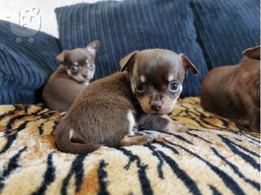 PoulaTo: T-Cup Chihuahua