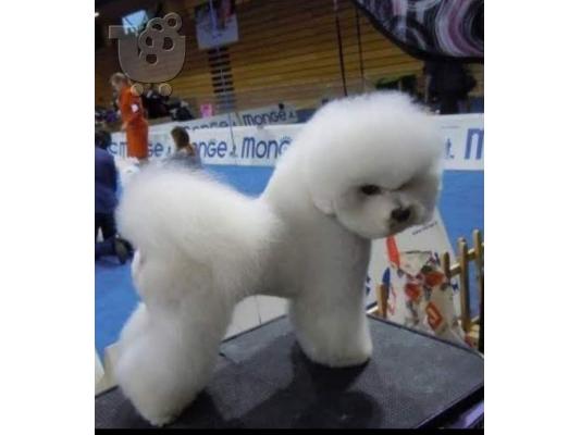 Bichon Frize