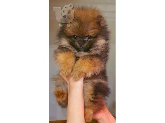 PoulaTo: Pomeranian spitz BOO κουτάβια, Pomeranian, Pomeranian αρκουδάκια