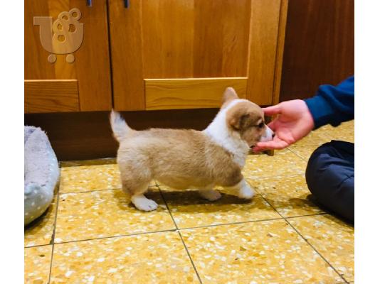 pembroke ουαλλέζικα κουτάβια corgi.