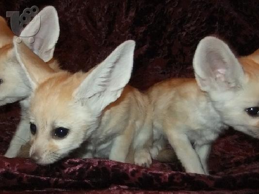 PoulaTo: Αγγλικά κουτάβια μπουλντόγκ.