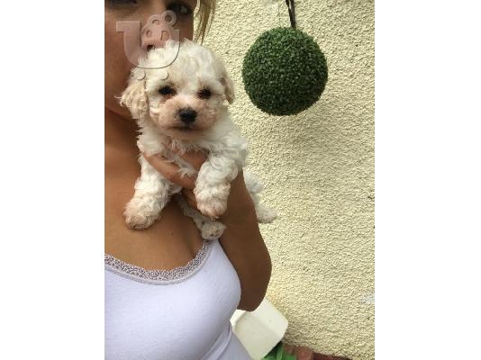 Cute Bichon Frise Puppies Διαθέσιμο προς πώληση