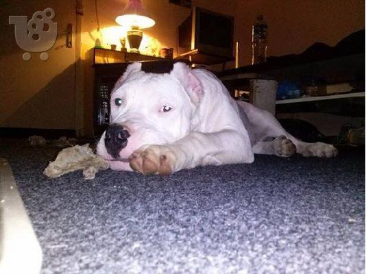 PoulaTo: Dogo Argentino καθαροαιμα κουταβια 6979314054 ΚΡΗΤΗ