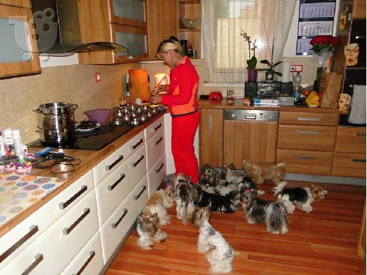 PoulaTo: Χαριτωμένο καθαρόαιμο κουτάβι biewer yorkshire terrier