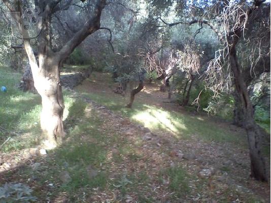 PoulaTo: Άνω Χάλικας