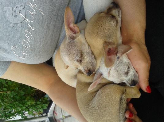 ΠΩΛΟΥΝΤΑΙ ΤΣΙΟΥΑΟΥΑ ΘΥΛΗΚΑ Κ ΕΝΑ ΤΟΥ