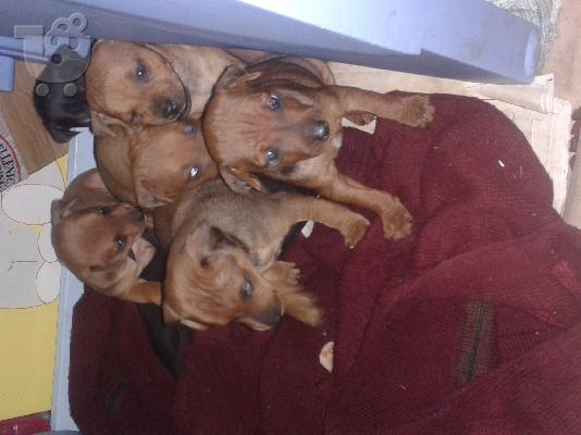 PoulaTo: πωλουνται πινσερ 1 μηνος