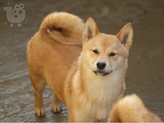 PoulaTo: Shiba Inu κουτάβια προς πώληση