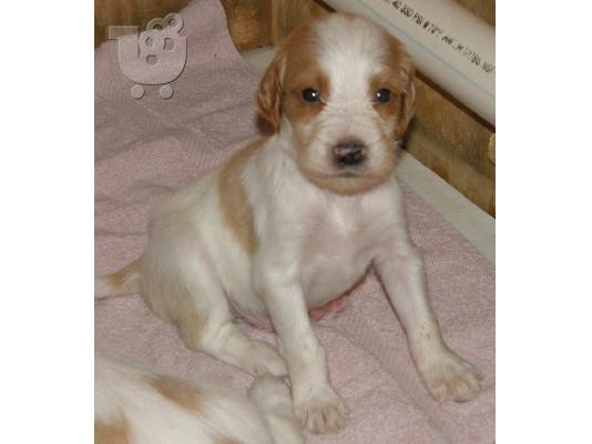 σεττερ καθαροαιμο