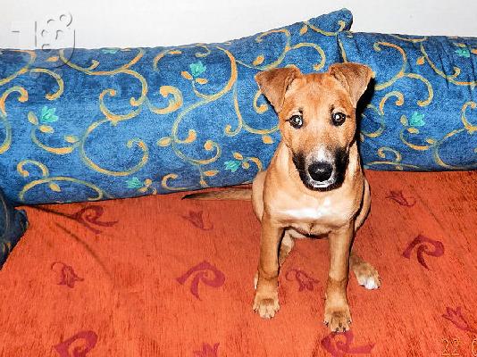 ΧΑΡΙΖΕΤΑΙ ΣΚΥΛΙΤΣΑ