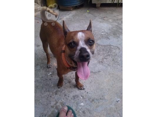 καθαροαιμο