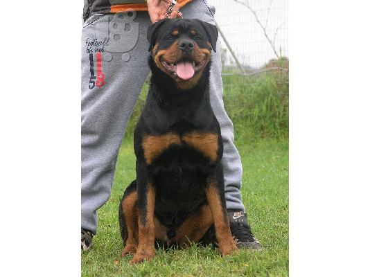 PoulaTo: ΡΟΤΒΑΙΛΕΡ