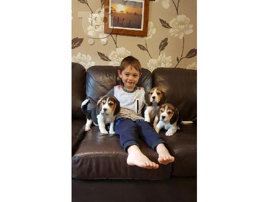 Πανέμορφα εγγεγραμμένα κουτάβια Beagle Kc