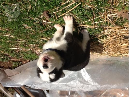 Πωλουνται καθαροαιμα husky