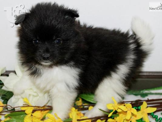 πανέμορφο Pomeranian κουτάβια