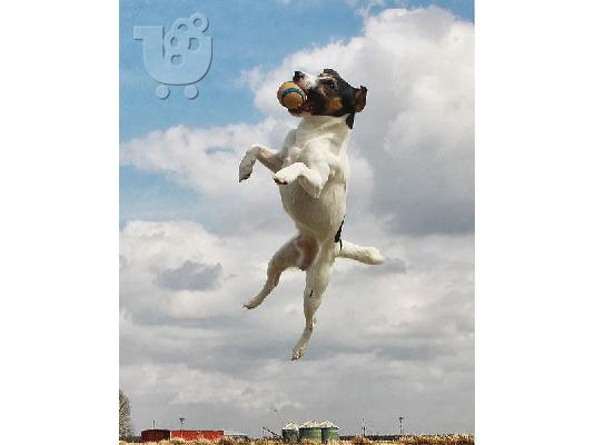 Jack Russell Καθαροαιμα κουτάβια ευκαιρία Αθηνα 6988190151