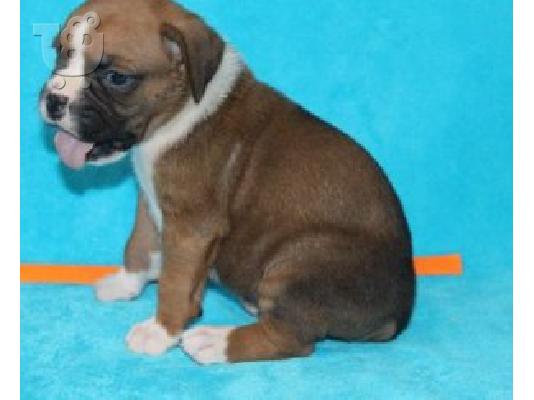 PoulaTo: Loving Raised Boxer κουτάβια έτοιμα τώρα