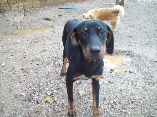 Νεαρη σκυλιτσα χαριζεται