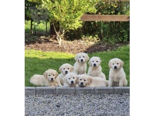 PoulaTo: Πωλείται κουτάβι Golden Retriever