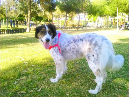 Σκυλιτσα συντροφιας χαριζεται