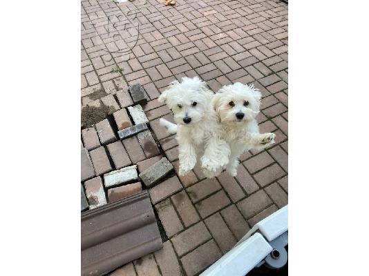 Bichon Μάλτα προς πώληση
