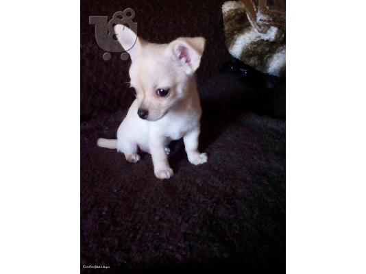 κουτάβια τσιουάουα έτοιμα τώρα