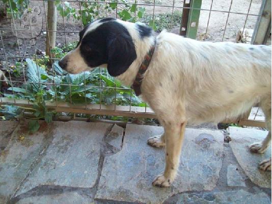 Σκυλιτσα συντροφιας μικρομεσαιου μεγεθους χαριζεται...
