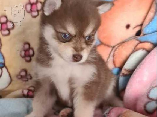 ΚΑΤΑΠΛΗΚΤΙΚΗ ΑΓΑΠΗ POMSKY PU [PPY SVSILSBLE