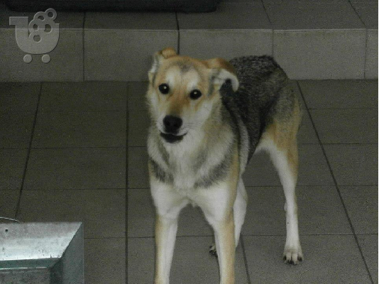 Σκυλιτσα χαριζεται